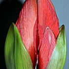 AMARYLLIS