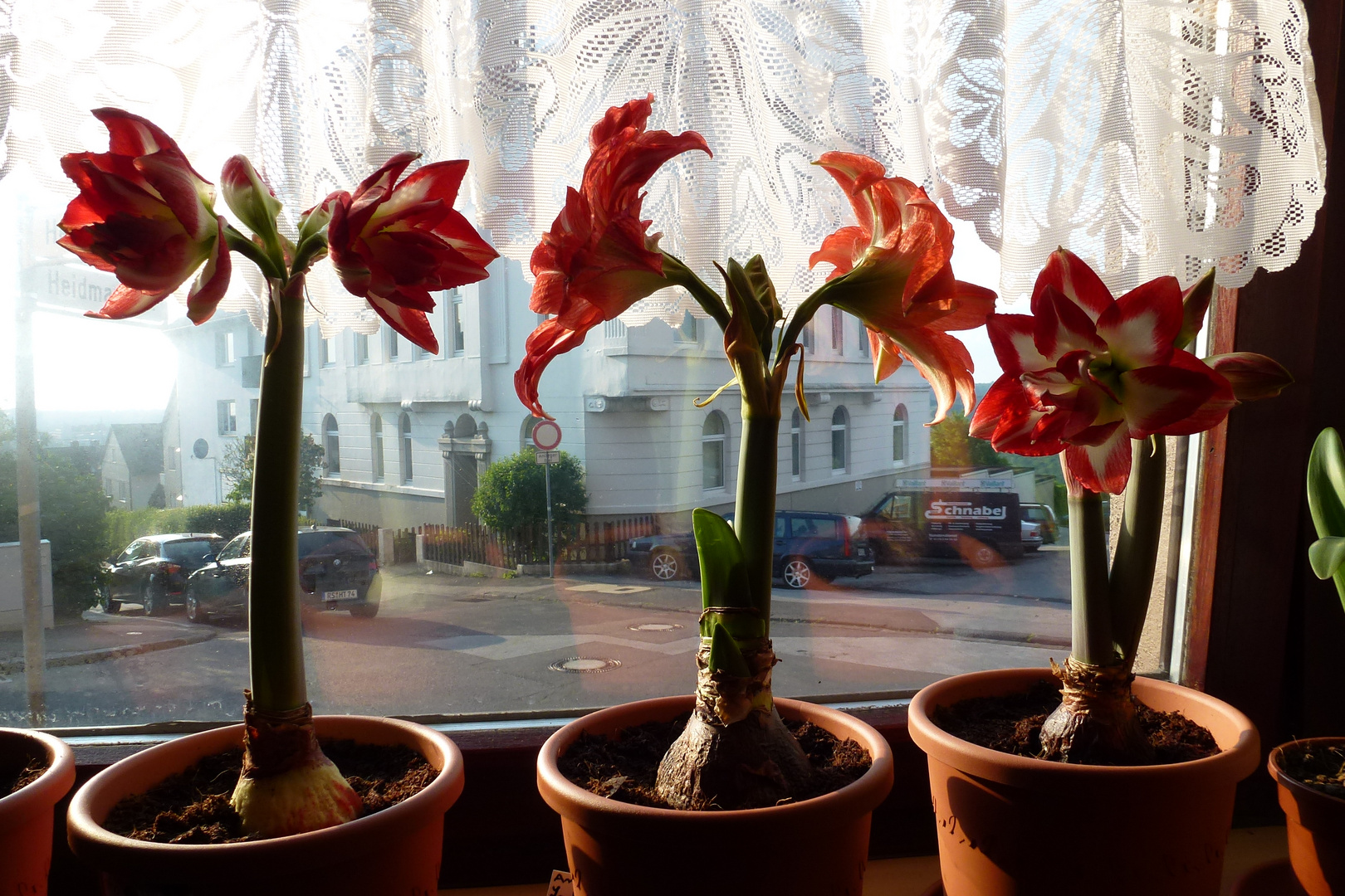 Amaryllis