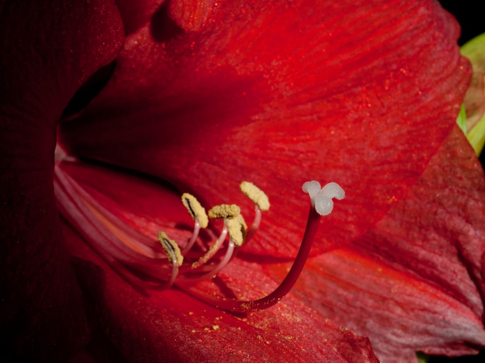 Amaryllis