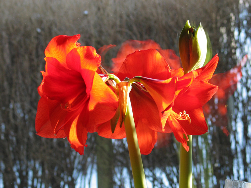 Amaryllis