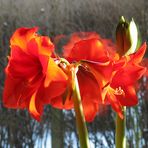 Amaryllis