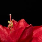 Amaryllis