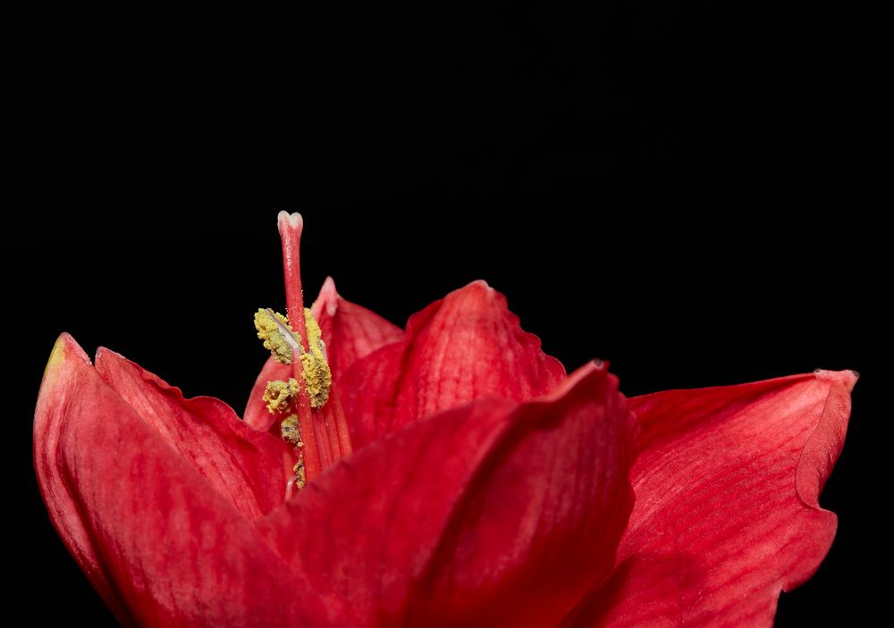 Amaryllis