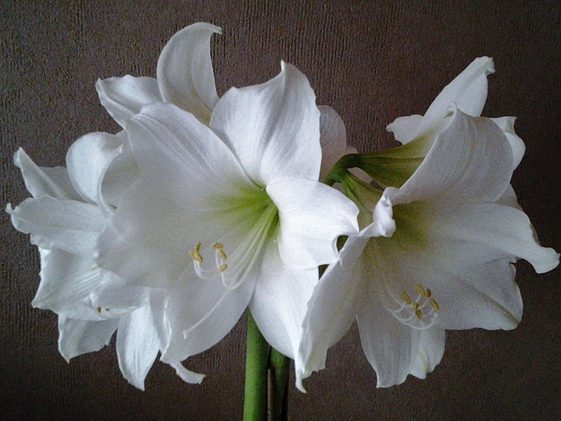 Amaryllis