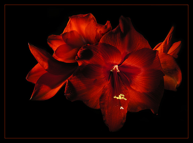 Amaryllis