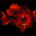 Amaryllis