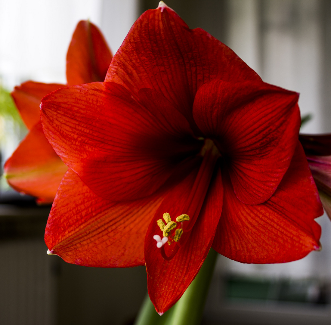 Amaryllis