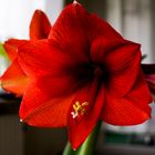 Amaryllis