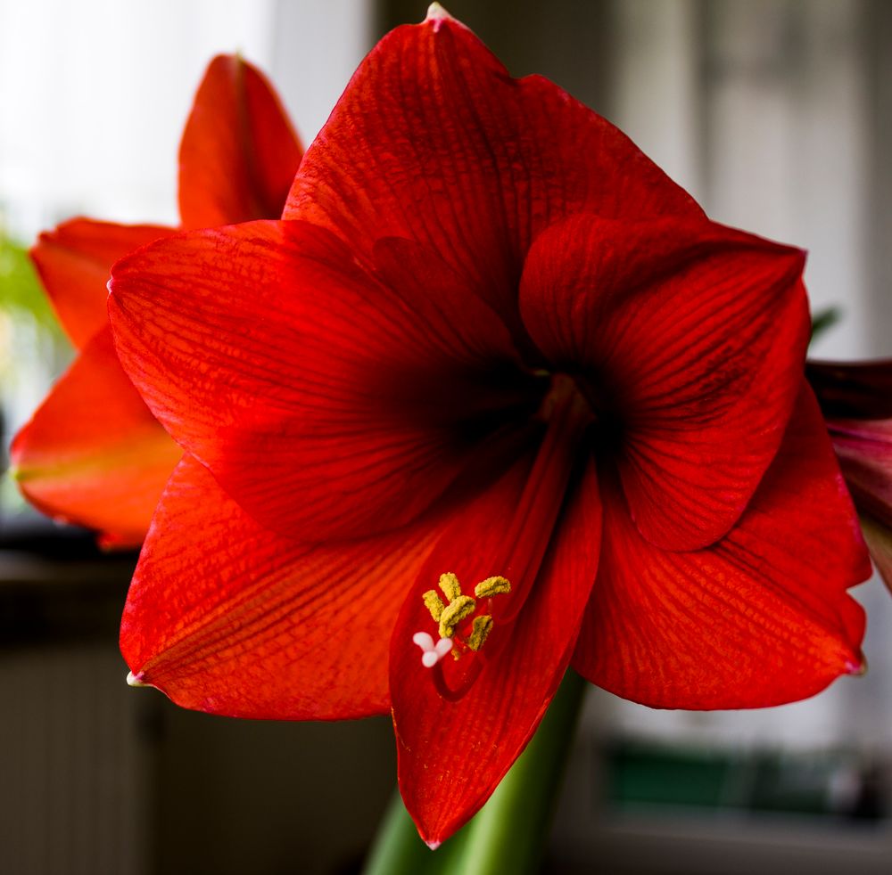 Amaryllis