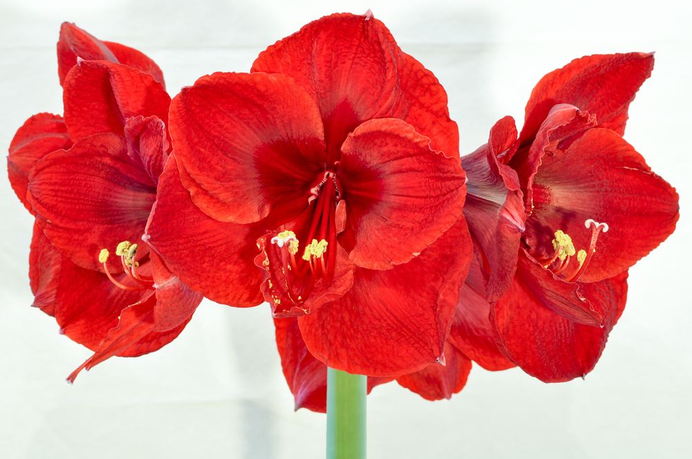 amaryllis