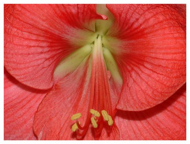 Amaryllis ...