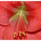 Amaryllis ...