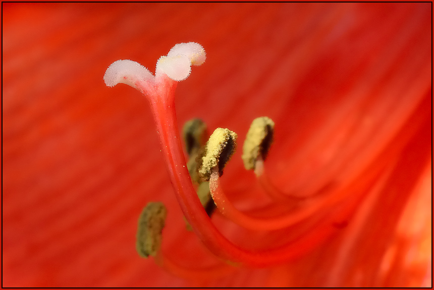 Amaryllis