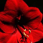 Amaryllis