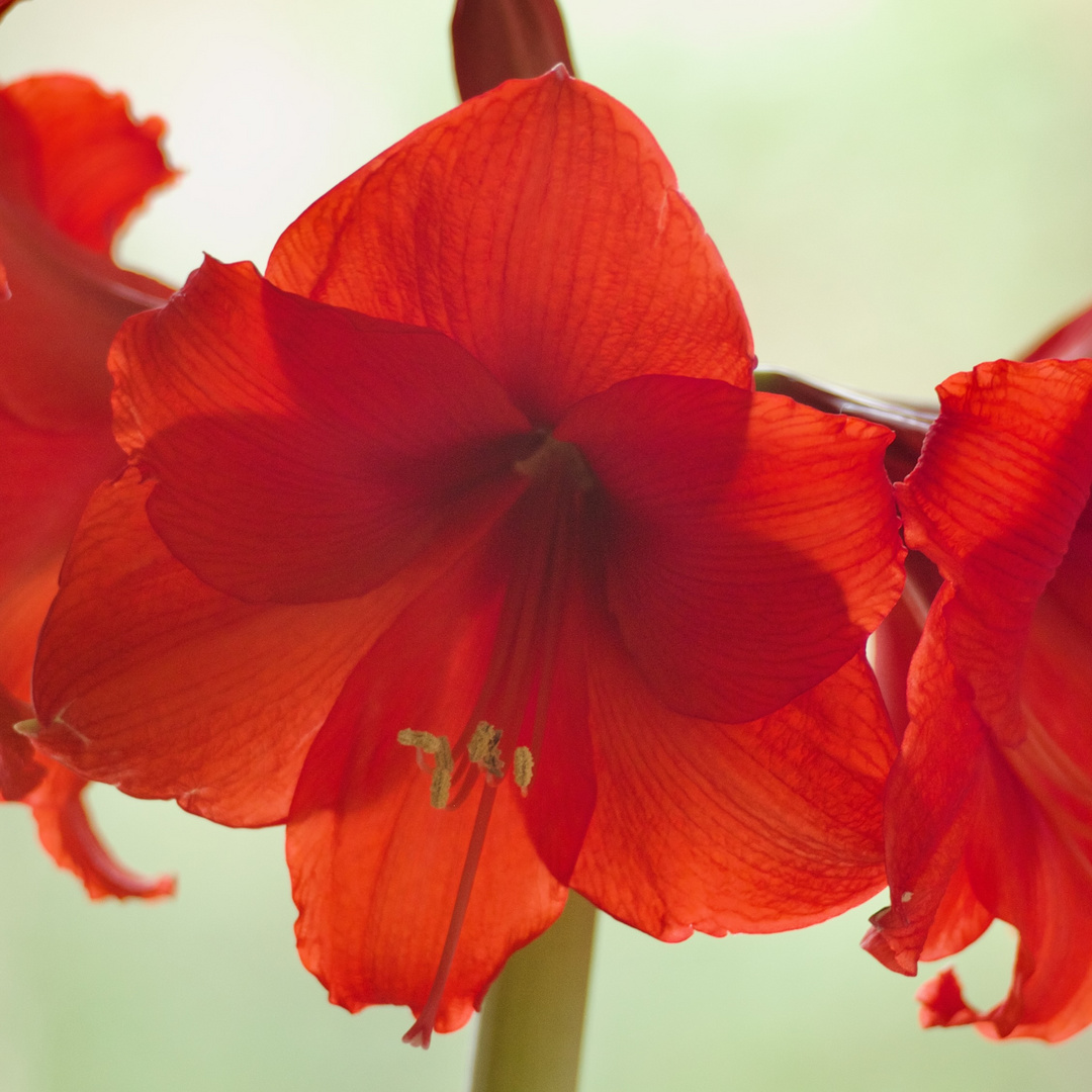 Amaryllis