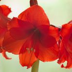 Amaryllis