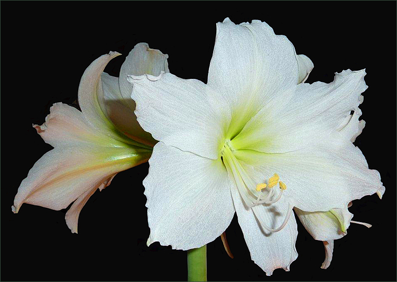 Amaryllis