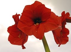 Amaryllis