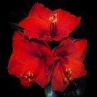 Amaryllis