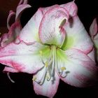 Amaryllis