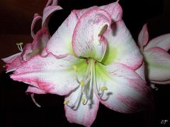 Amaryllis