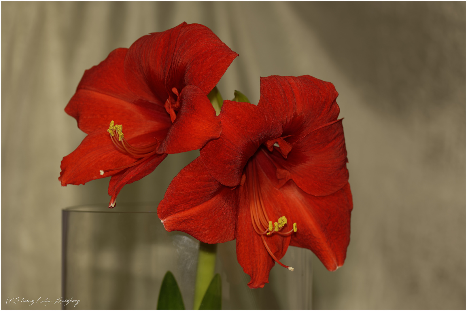 Amaryllis   ....das Feuer im weihnachtlichen Blumenfenster.