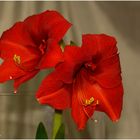 Amaryllis   ....das Feuer im weihnachtlichen Blumenfenster.