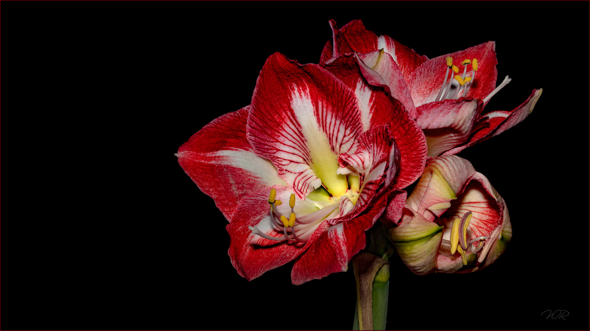 Amaryllis