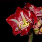 Amaryllis