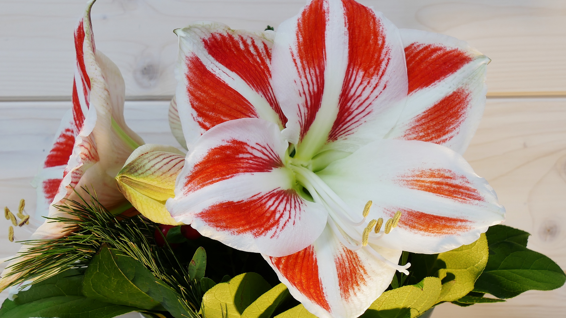 Amaryllis