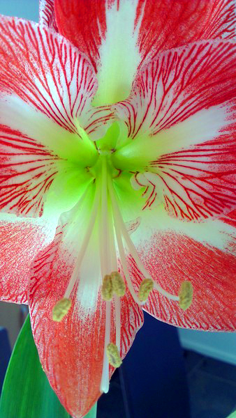 Amaryllis