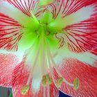 Amaryllis