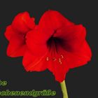 Amaryllis