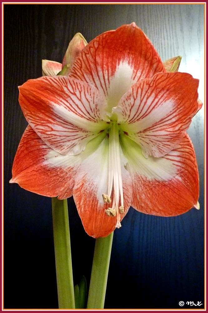 Amaryllis