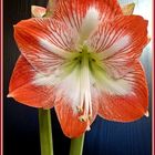 Amaryllis