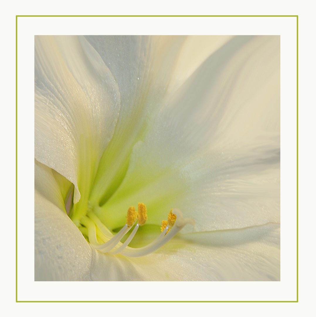 Amaryllis