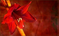 Amaryllis