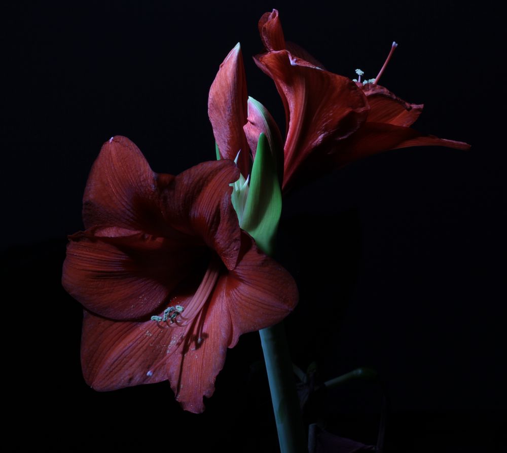 Amaryllis