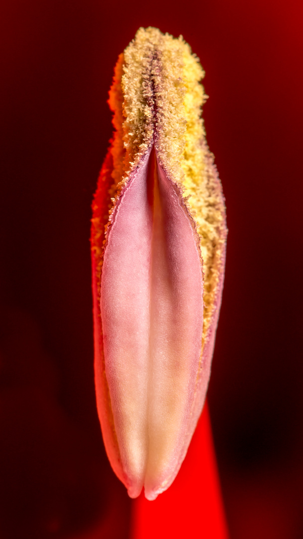 Amaryllis-Detail