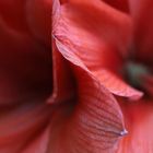 amaryllis detail