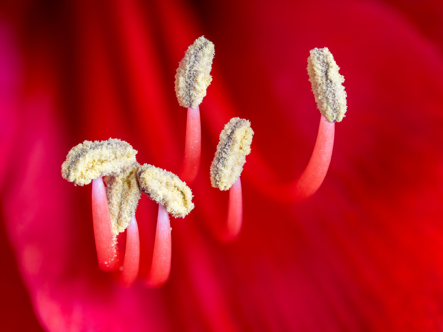 Amaryllis Detail