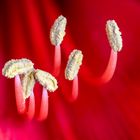 Amaryllis Detail