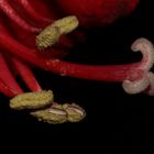 Amaryllis-Detail