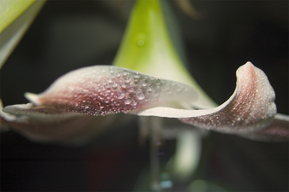 Amaryllis Detail