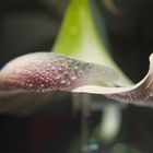 Amaryllis Detail