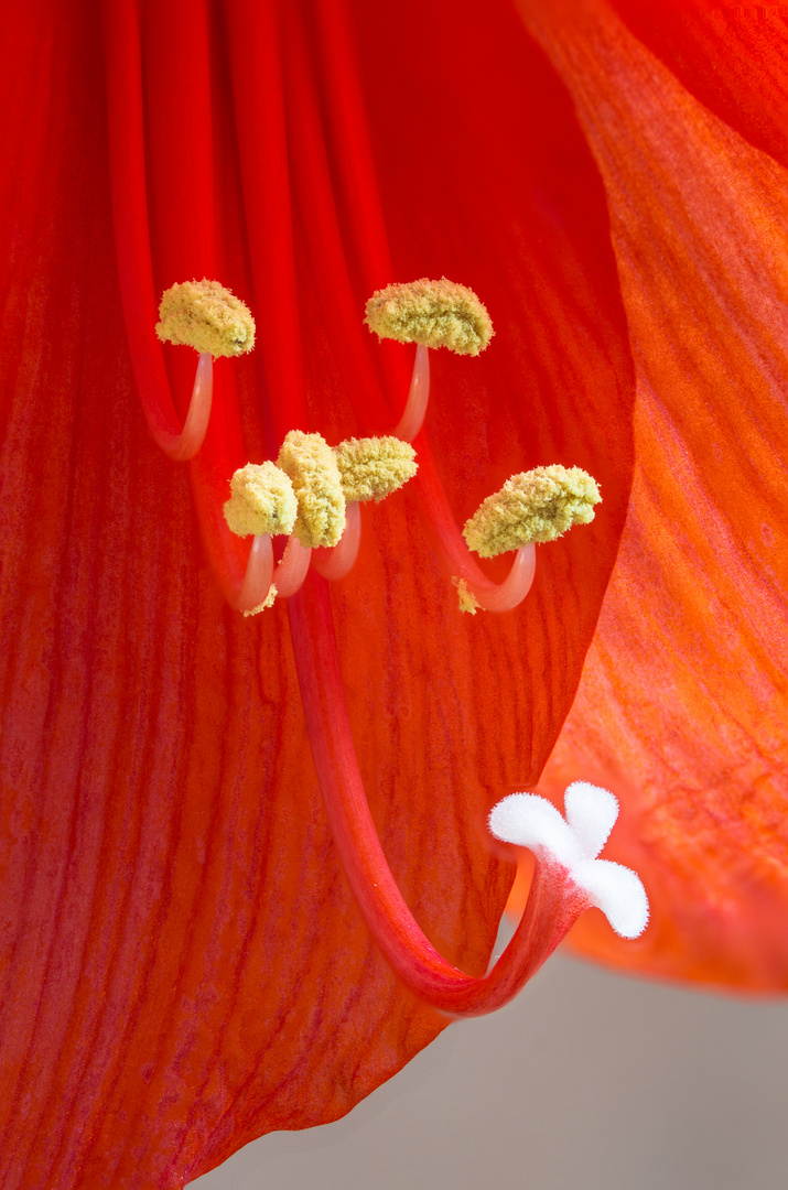 Amaryllis Detalis