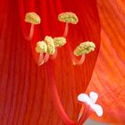 Amaryllis Detalis