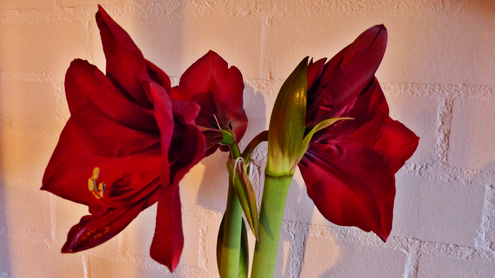 Amaryllis  