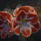 Amaryllis