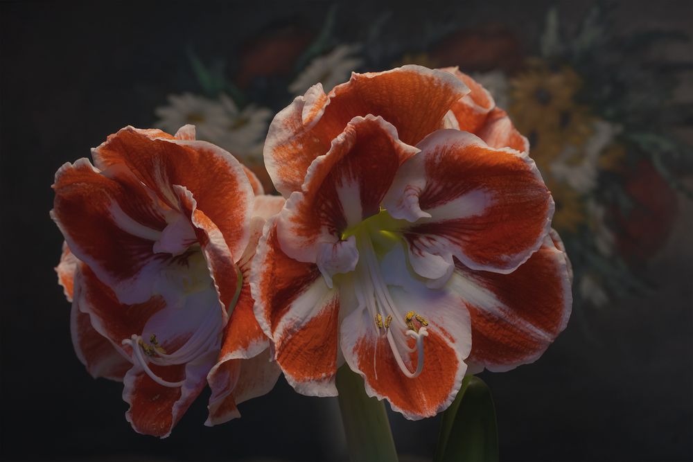 Amaryllis